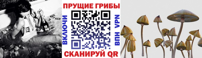 Галлюциногенные грибы Cubensis Чёрмоз
